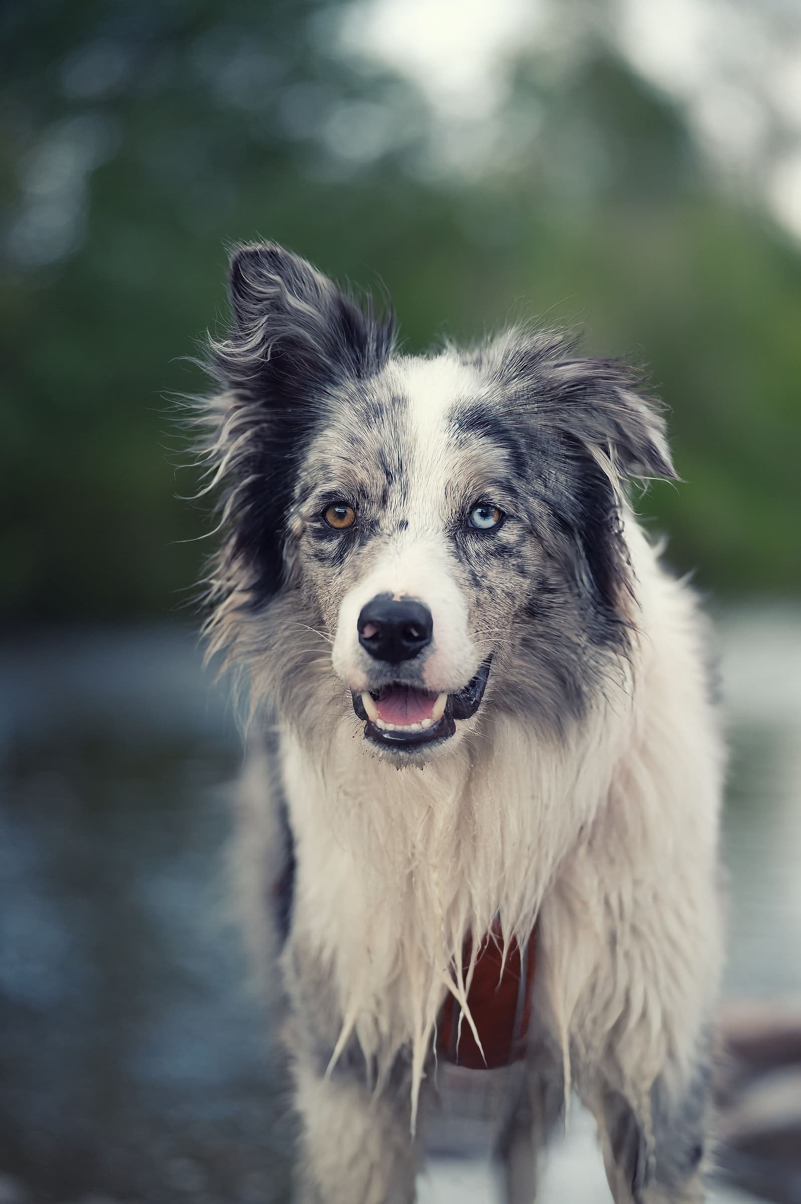 A close-up portrait of a border collie outdoors with a soft blurred background