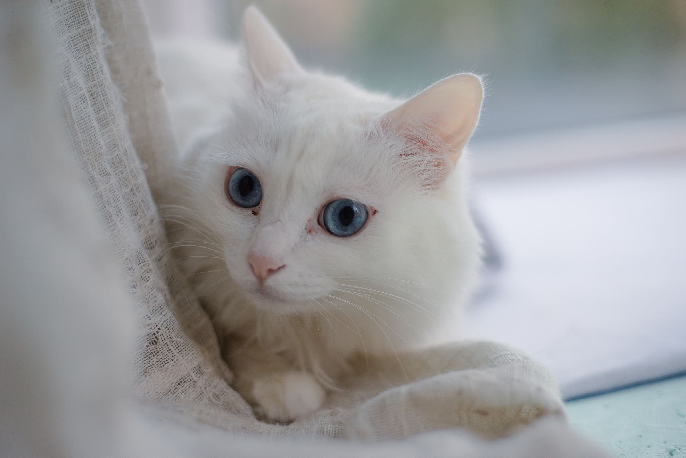 A white cat with blue eyes resting in soft window light at home