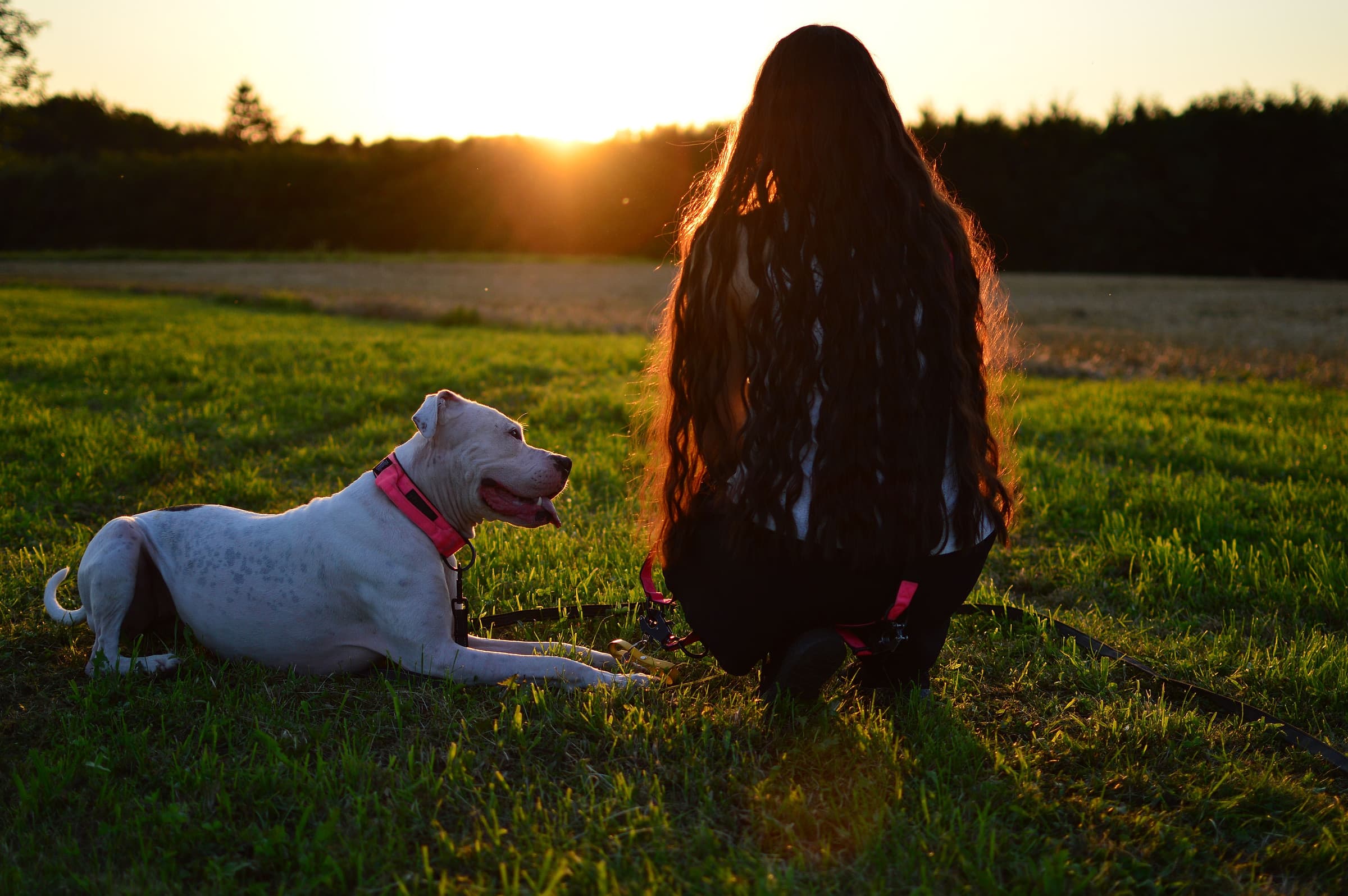 A woman kneeling beside her dog in a field at sunset during a pet photography session