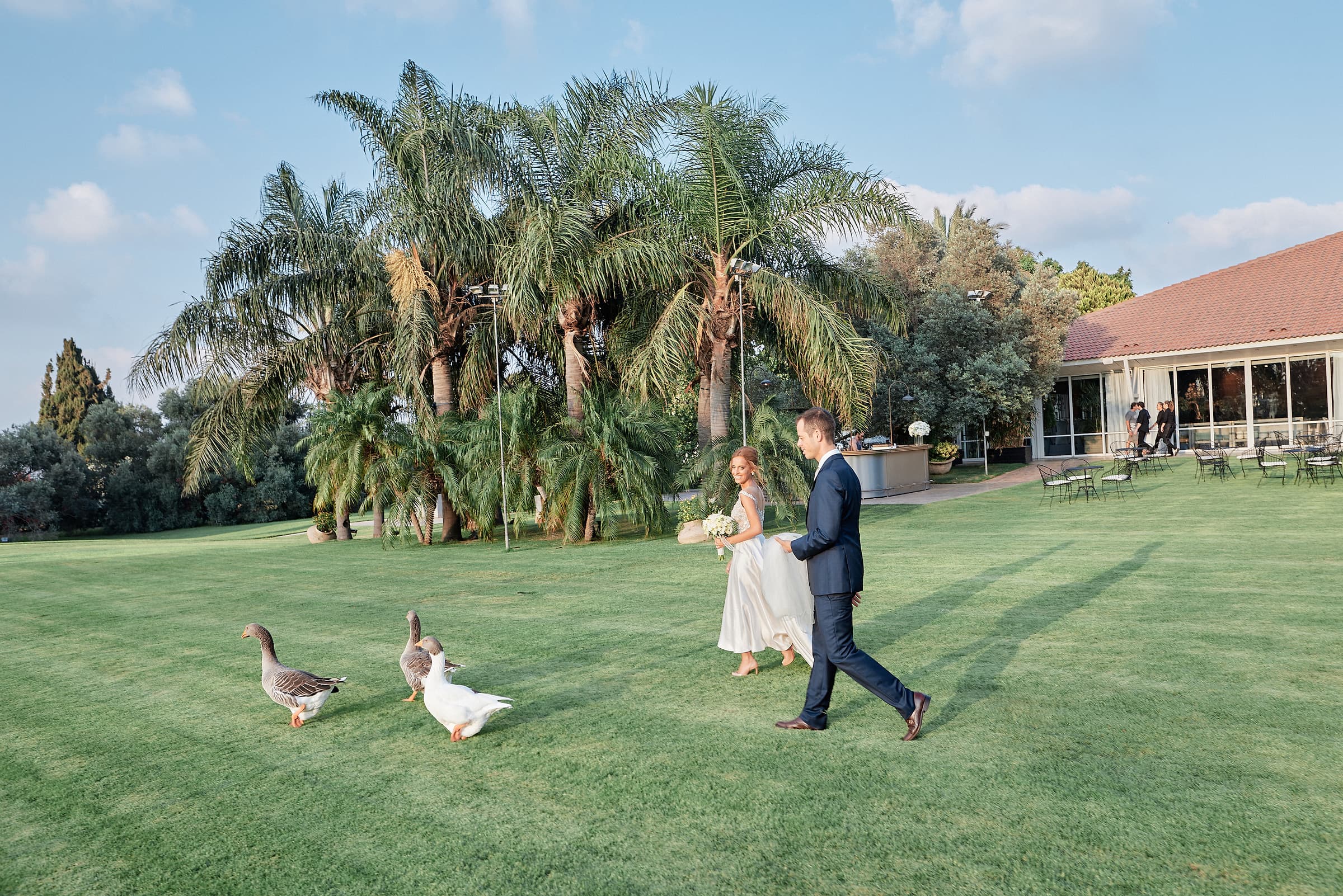A bride and groom crossing a lawn past palm trees and geese at a destination wedding venue